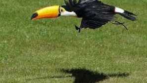 Najzaujímavejšia vec zo života tukana - vtákov s veľkým zobákom